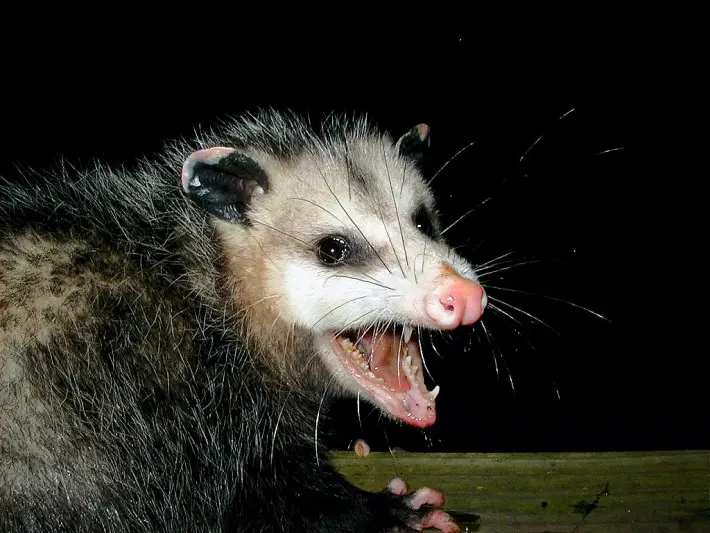 opossum and lyme disease