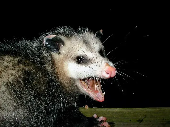 opossum and lyme disease