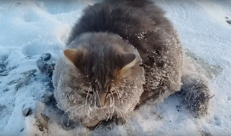 cat frozen