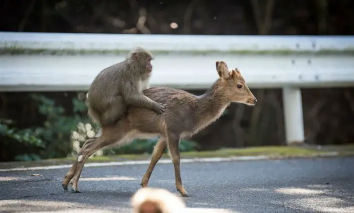 monkey rides