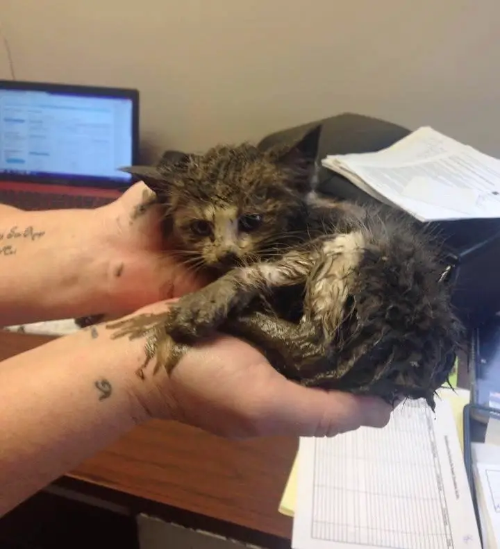 muddy kitten