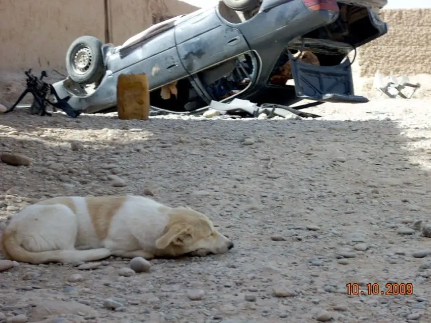 stray dog and marine