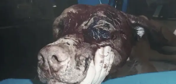 dog shot in the face