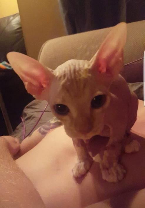 hairless kitten