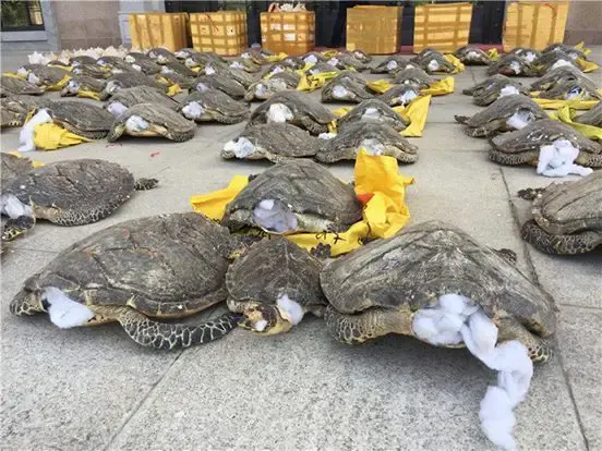turtle shell