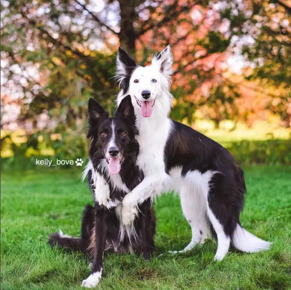 dogs hugging