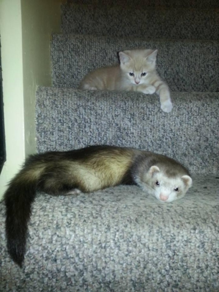 ferrets and kitten