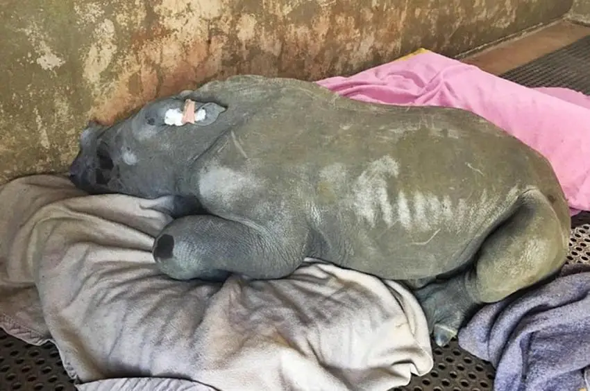 baby rhino rescued