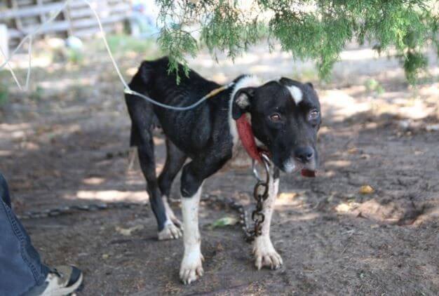 rescued dog from dog fighting