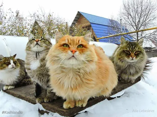 siberian cats