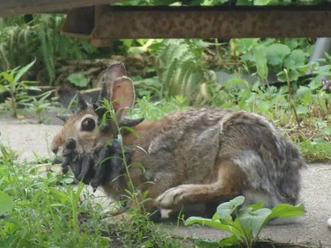 rabbit tumor