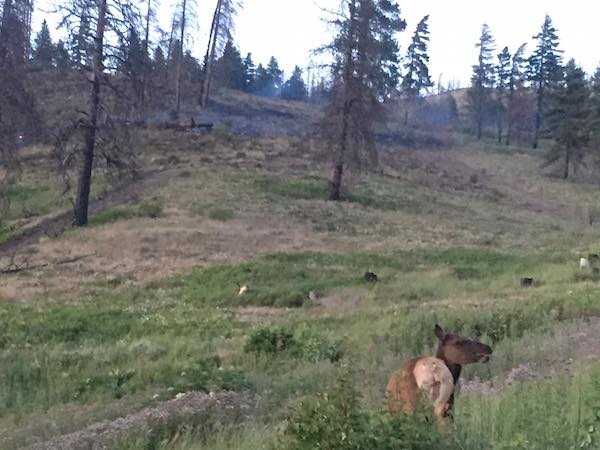 friendly elk