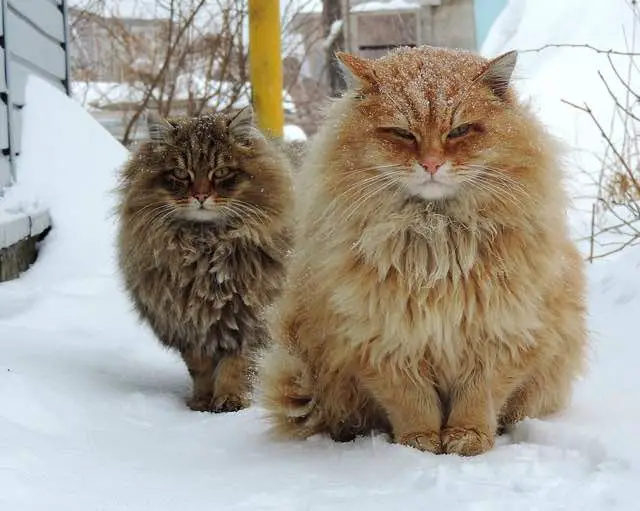 siberian cats