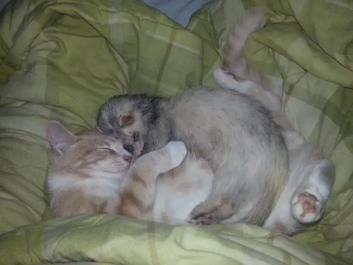 ferrets and kitten