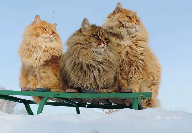 siberian cats