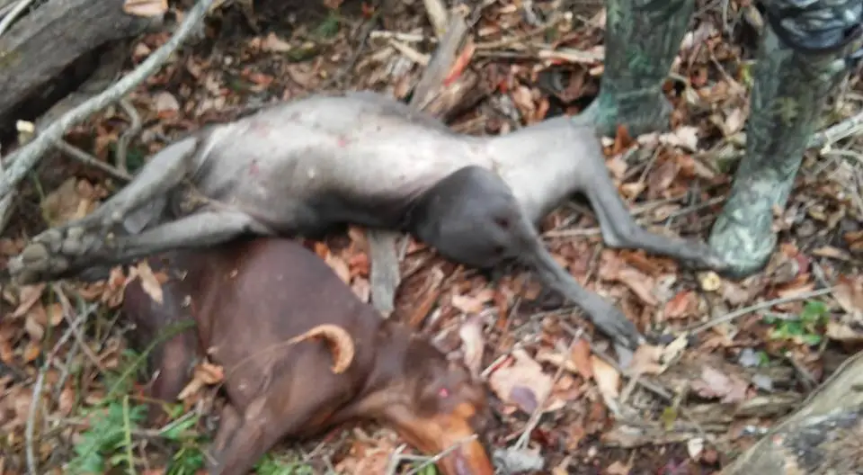 dogs shot