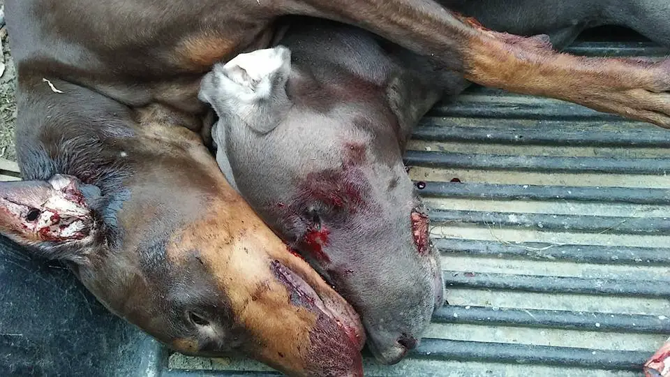 dogs shot
