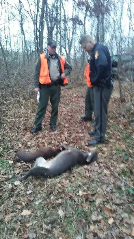 dogs shot