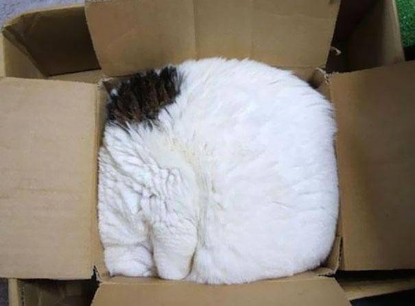 cats sleeping
