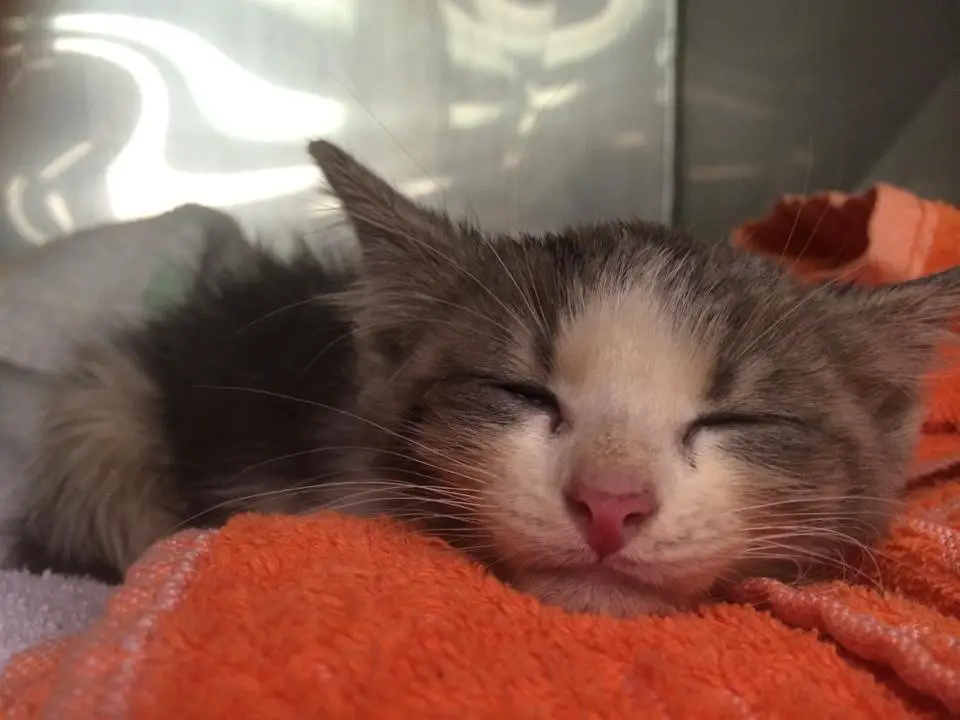 muddy kitten