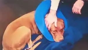 dog shot in the face