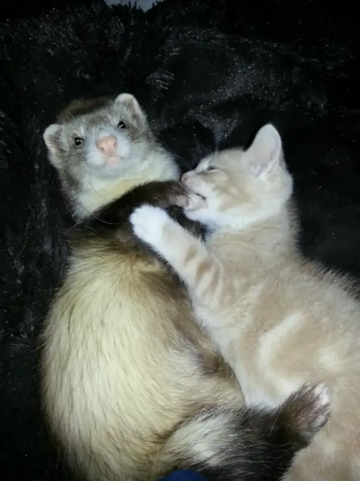 ferrets and kitten