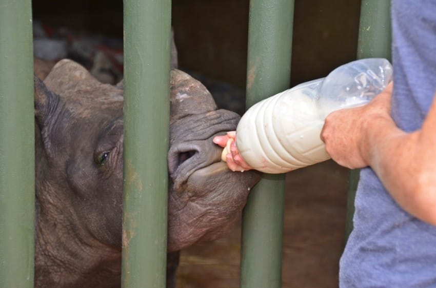 baby rhino rescued