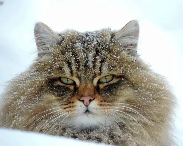 siberian cats