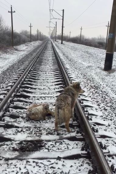 dog train tracks