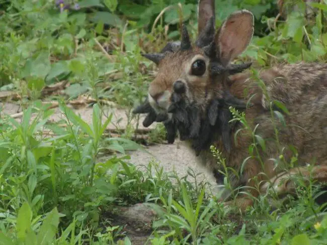 rabbit tumor