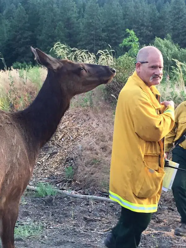 friendly elk