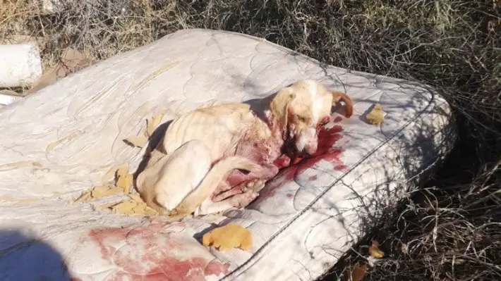 cop shoots dog
