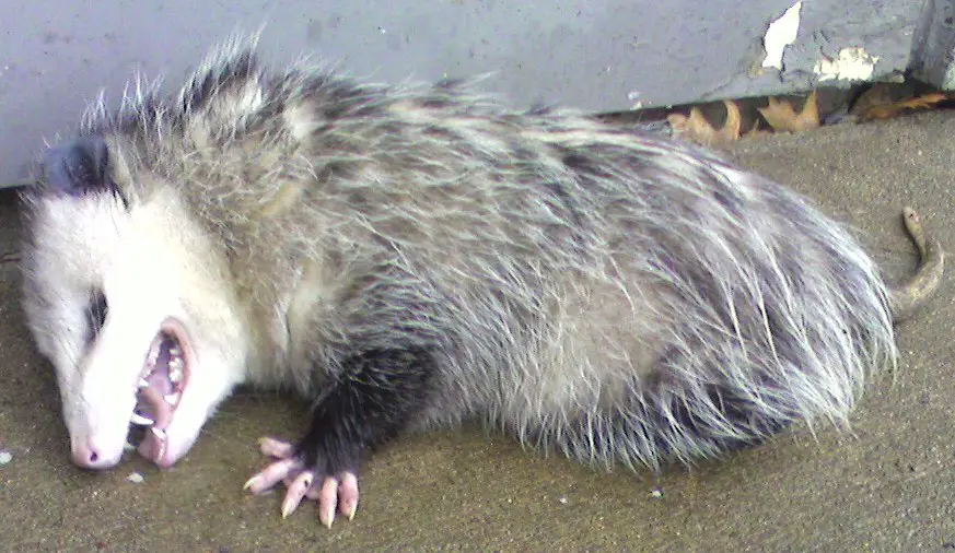 opossum and lyme disease