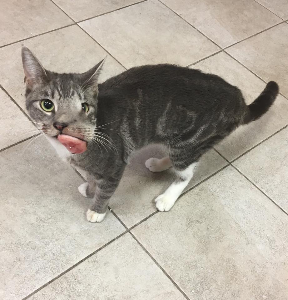 cat with tumor
