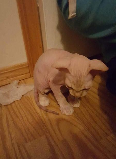 hairless kitten