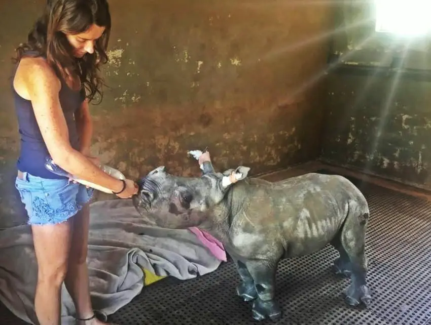 baby rhino rescued