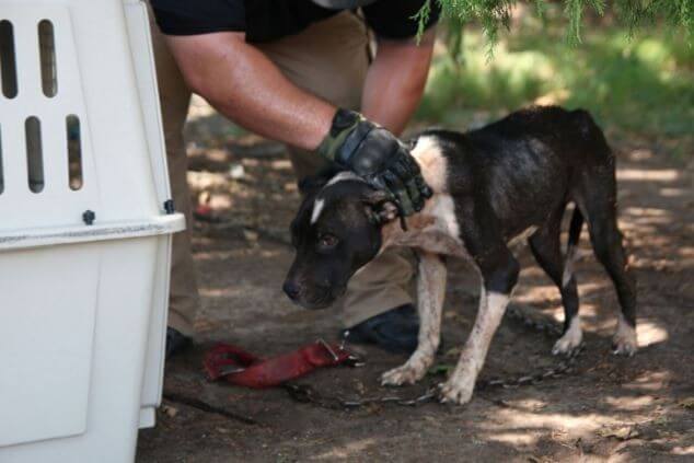 rescued dog from dog fighting