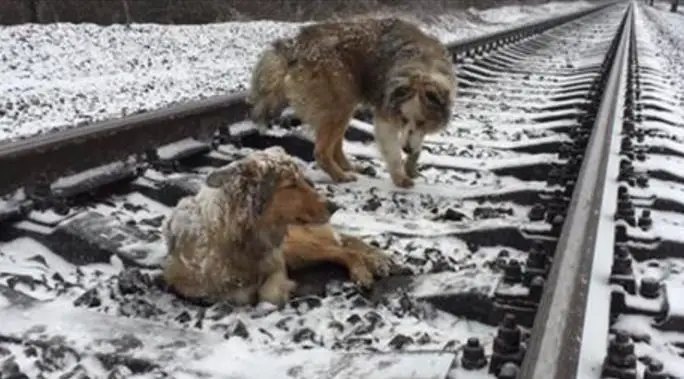 dog train tracks