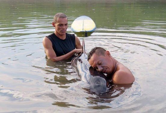 men save baby whale