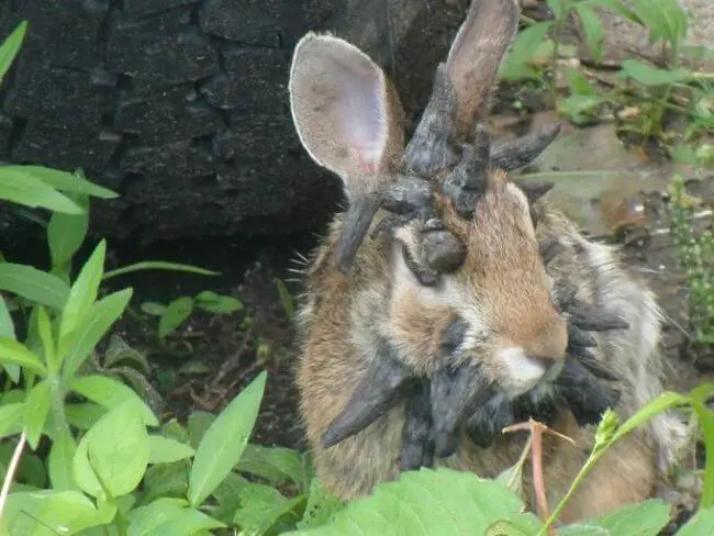 rabbit tumor