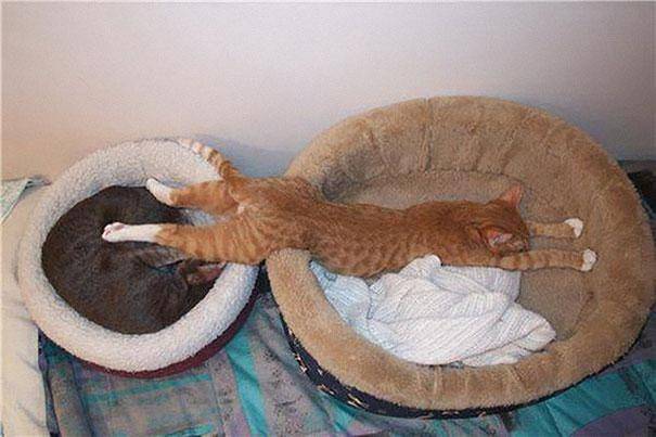 cats sleeping