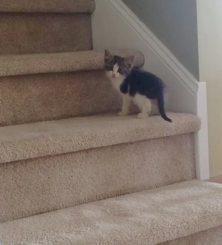 muddy kitten