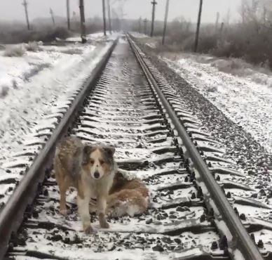 dog train tracks