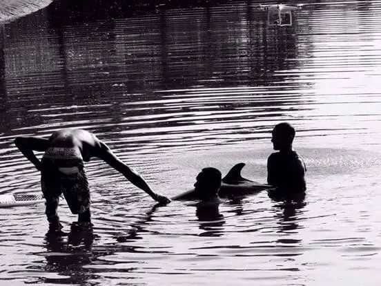 men save baby whale