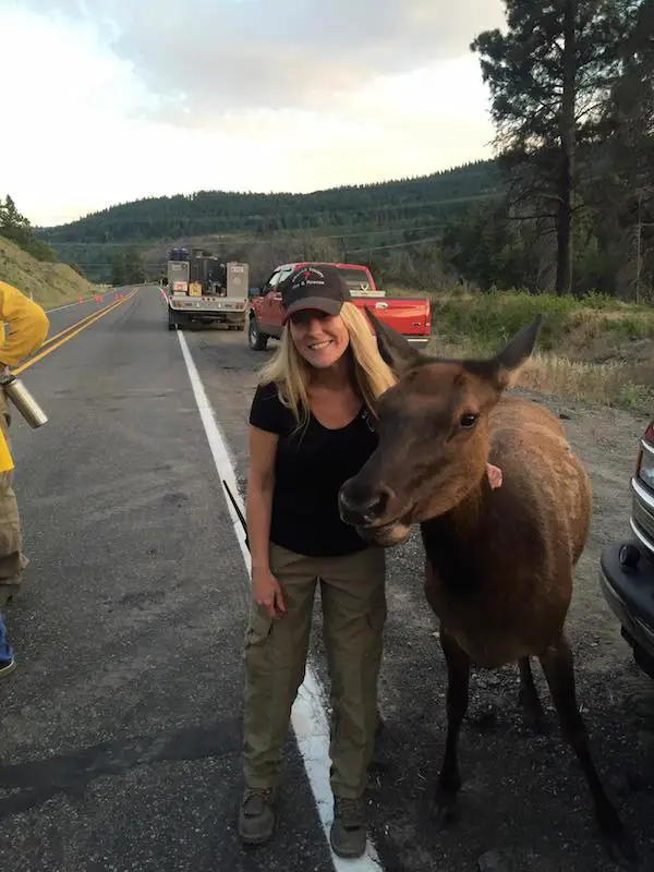 friendly elk