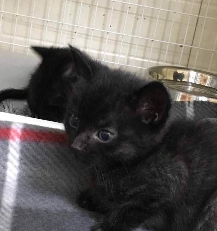 abandoned kittens