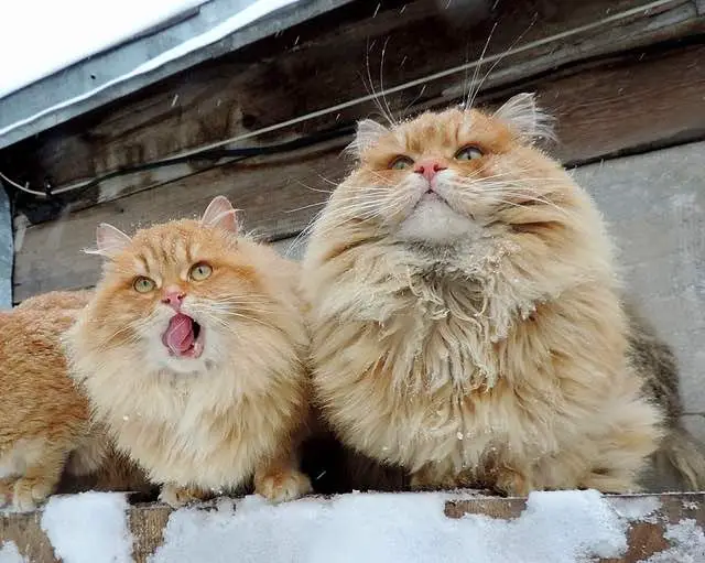 siberian cats