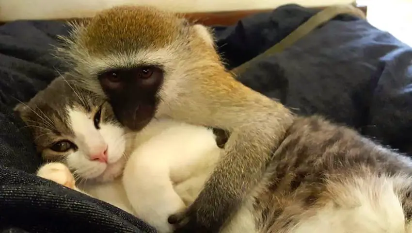 monkey and cats