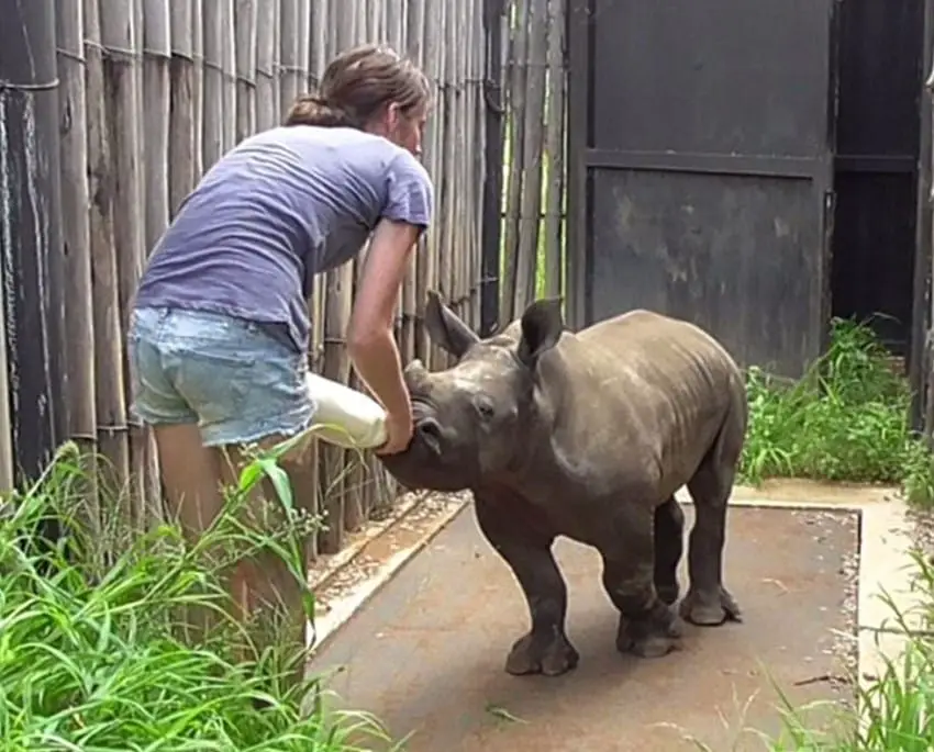 baby rhino rescued