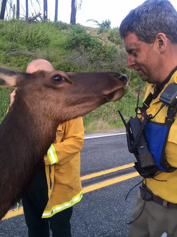 friendly elk